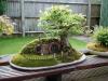 Casa Hobbit En Un Bonsai