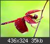 Hacer clic en la imagen para la versin completa

Nombre:  dragonflybylevoyageur[5].jpg
Vistas: 287
Tamao:  35,5 KB (Kilobytes)
ID: 1992