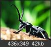 Hacer clic en la imagen para la versin completa

Nombre:  insect2hylotrupesbajulus[5].jpg
Vistas: 816
Tamao:  42,4 KB (Kilobytes)
ID: 1993
