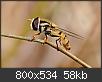 Hacer clic en la imagen para la versin completa

Nombre:  moscaalicante.jpg
Vistas: 1562
Tamao:  58,1 KB (Kilobytes)
ID: 1994