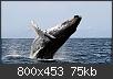 Hacer clic en la imagen para la versin completa

Nombre:  ballena.jpg
Vistas: 457
Tamao:  75,5 KB (Kilobytes)
ID: 2758