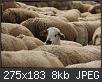 Hacer clic en la imagen para la versin completa

Nombre:  ovejitas.jpg
Vistas: 450
Tamao:  7,9 KB (Kilobytes)
ID: 3123