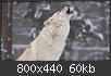 Hacer clic en la imagen para la versin completa

Nombre:  lobos.jpg
Vistas: 207
Tamao:  59,9 KB (Kilobytes)
ID: 4293