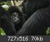 Hacer clic en la imagen para la versin completa

Nombre:  simios.jpg
Vistas: 258
Tamao:  70,3 KB (Kilobytes)
ID: 4316