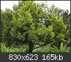 Hacer clic en la imagen para la versin completa

Nombre:  arbol-de-nuez-moscada-830x623.jpg
Vistas: 66
Tamao:  164,8 KB (Kilobytes)
ID: 4593