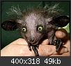 Hacer clic en la imagen para la versin completa

Nombre:  aye-aye-animales-raros.jpg
Vistas: 1486
Tamao:  49,2 KB (Kilobytes)
ID: 2672