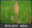 Hacer clic en la imagen para la versin completa

Nombre:  Equisetum_arvense_sporangium.jpg
Vistas: 552
Tamao:  45,8 KB (Kilobytes)
ID: 526