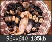 Hacer clic en la imagen para la versin completa

Nombre:  cachorritos_angelitos.jpg
Vistas: 488
Tamao:  134,6 KB (Kilobytes)
ID: 3727