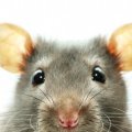 Logran cerebro a partir de células de rata
