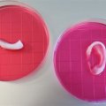 Impresora 3D fabrica una oreja que funciona