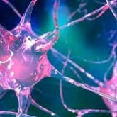 Manipulan neuronas y controlan el comportamiento