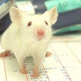 Consiguen rejuvenecer músculos de ratas