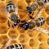 Los teléfonos móviles matan las abejas