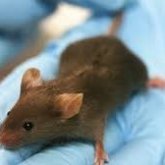 Desarrollan una interfaz cerebro a cerebro, en ratas