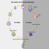 Generan esperma de laboratorio funcional