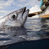 Los peces también sienten dolor 