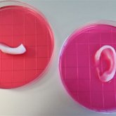 Impresora 3D fabrica una oreja que funciona