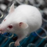 Implantan con éxito recuerdos falsos en ratas