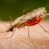 Erradicarán los mosquitos de malaria