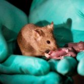 Exitosa vacuna contra el cáncer de mama en ratas