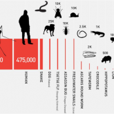 El animal más mortífero para el ser humano