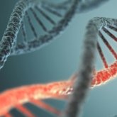 Crean un nuevo tipo de ADN artificial