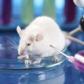 Crean ratones con genes de dos machos