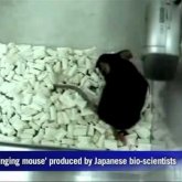 Ratón que canta como un pájaro (Vídeo)