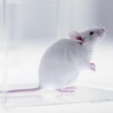 Alargan la vida un 40% a un ratón