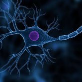 Consiguen "crear" neuronas nuevas por primera vez