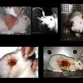 Ley protegerá a los animales de experimentación