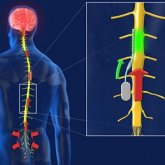 Chip en la columna vertebral neutraliza el dolor