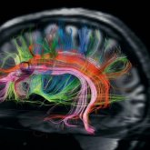 La neurociencia desentraña el pensamiento