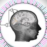 Adivinan lo que ves, por tu actividad neuronal