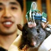 Electrodos en el cerebro para recuperar la memoria