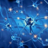 Trasplantan nuevas neuronas en cerebros dañados
